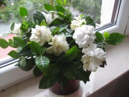 Pielęgnacja gardenia dlaczego zakład nie kwitną, a co zrobić z pojawieniem się pąków kwiatowych?