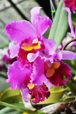 I to jest nadal jednym z moją wspaniałą Orchid - Cattleya. Zaprzyjaźniłem się z nią niedawno.