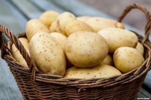 Jak i gdzie nie można przechowywać ziemniaki