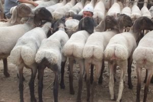 Wyższa. Jest ona wytwarzana z roztopionym wybór baraniny ogona tłuszczu (tłuszcz w ogonie jagnięcej). Produkt tego tłuszczu baraniny jest miękka, ma żółtawo-białego koloru i topi się nawet w niskich temperaturach, z minimalną utratą użytecznych właściwości podczas obróbki cieplnej. Odmiana ta jest uważana za najlepszy i najdroższy; 