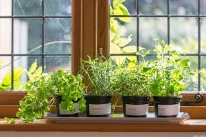 Co można uprawiać warzywa i zioła na balkonie mieszkania