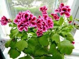 Nie kwitnie pelargonia Royal? Korygowanie together sytuacji