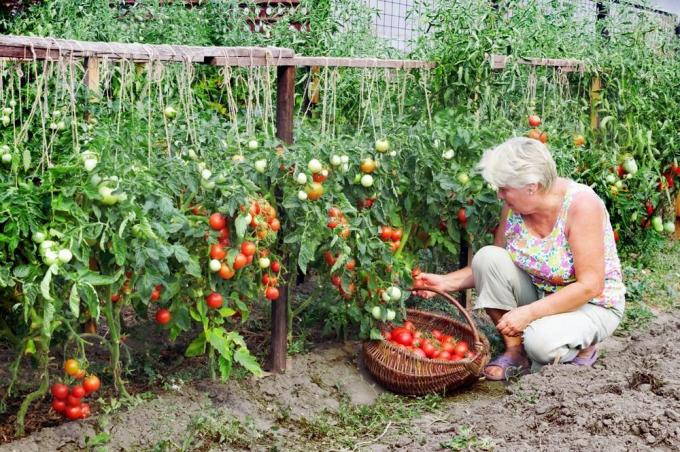 pomidory żniwny (superdom.ua)