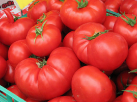 Gdzie kupić nasiona pomidorów za darmo?