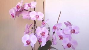 5 gafy w pielęgnacji storczyków Phalaenopsis