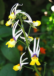 Widziałem nazwę kształcie kwiatu „szczeniąt”. Zdjęcie: www.remodelista.com