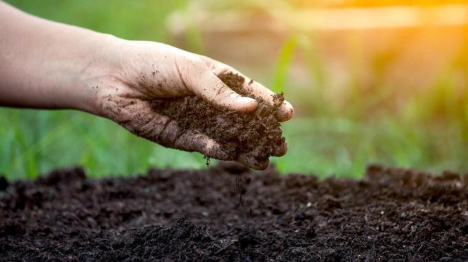Najprostszym sposobem, aby ustalić kwasowość gleby | Ogród i ogrodnictwo