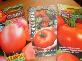 Pierwsza uprawa pomidorów - start z jakich klas?