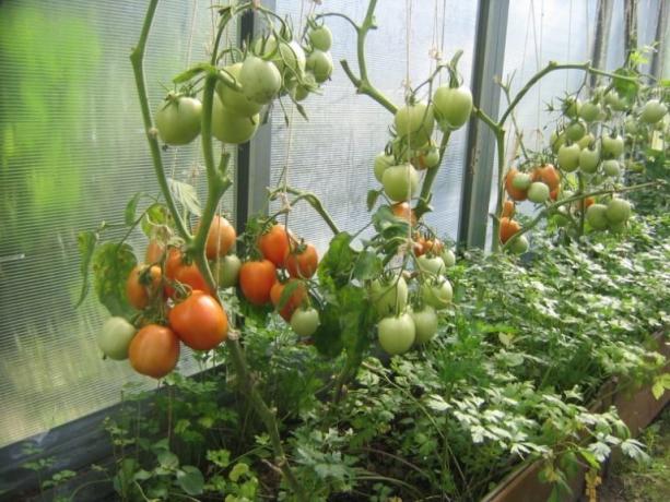 Dojrzewanie pomidorów w szklarni można przyspieszyć! (Mojateplica.ru)