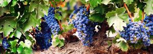 Przyspieszenie starzenia winorośli