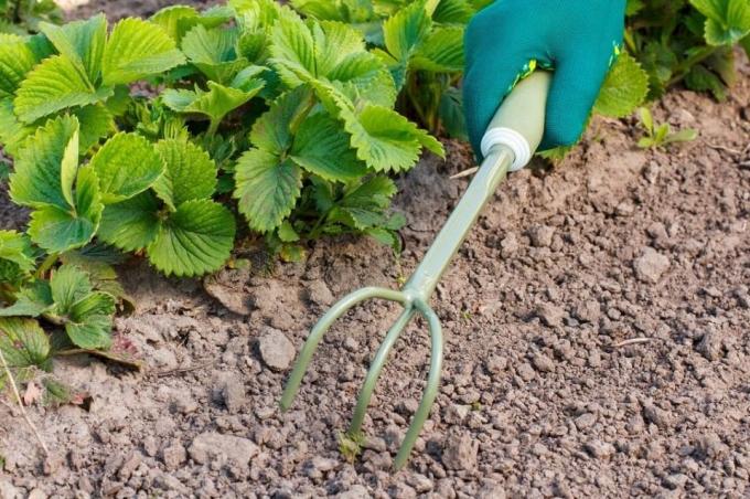 Pamiętaj gleby proryhlit przed rozdrabniania | Ogród i ogrodnictwo