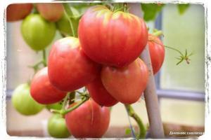 5 najbardziej słodkich odmian pomidora