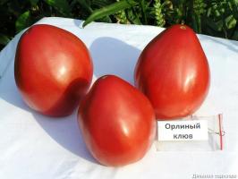 4 najlepsze odmiany pomidora w szklarni i otwartym terenie. Top opracowane przez ekspertów.