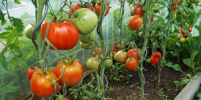 odmiany pomidorów „uparty serca”