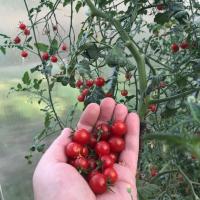 Cherry Dlaczego warto pomyśleć przed sadzenia pomidorów? latać w maści