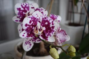 5 kroków do domu piękny storczyk Phalaenopsis