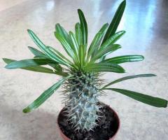 Pachypodium: opieka domowa i propagacja