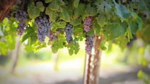 Kiełkujących sadzonek winorośli na otwartym terenie