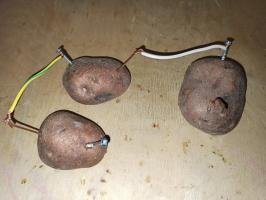 Energia elektryczna z ziemniakami - przeprowadzić prosty eksperyment