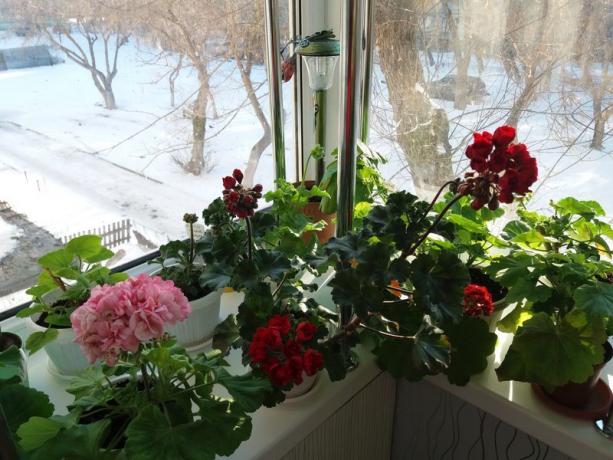 Jeśli Twoje pelargonie kwitną w zimie, „okres spoczynku” to nie jest wymagane. Wierzę, że sami najlepiej wiedzą, jak rośliny