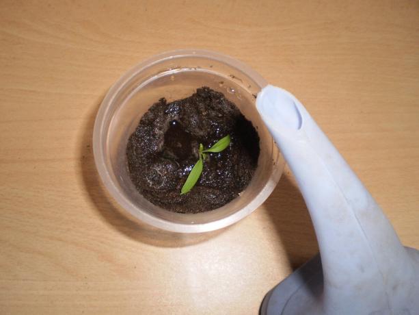 Grunty w kubku można kolcami ze wzrostem roślin.
