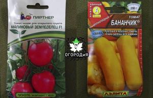 Małżeństwo i hybrydy odmian pomidorów