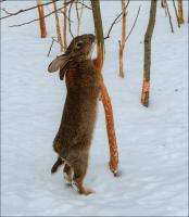 NO gryzonie: chronić ogród drzew z królików i myszy