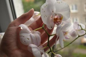 Ciemne plamy na kwiaty orchidei i jak rozwiązać ten problem