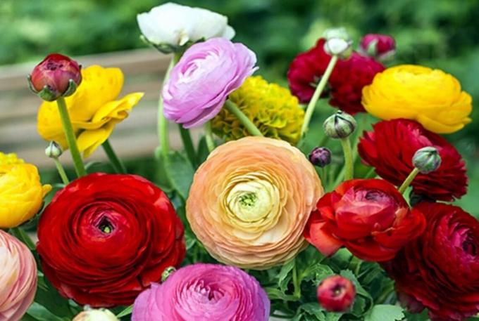 Wybierz kolorowania mu do gustu: co jest dobre dla Twojego ogrodu kwiatowego? A może jak pstrokacizna mieszaniny, jak na zdjęciu?