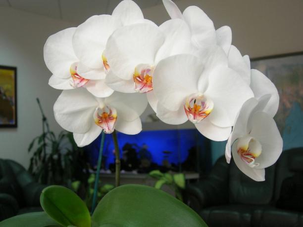 Phalaenopsis - stylowa ozdoba dla domu (zdjęcie do artykułu pobranego z Internetu)