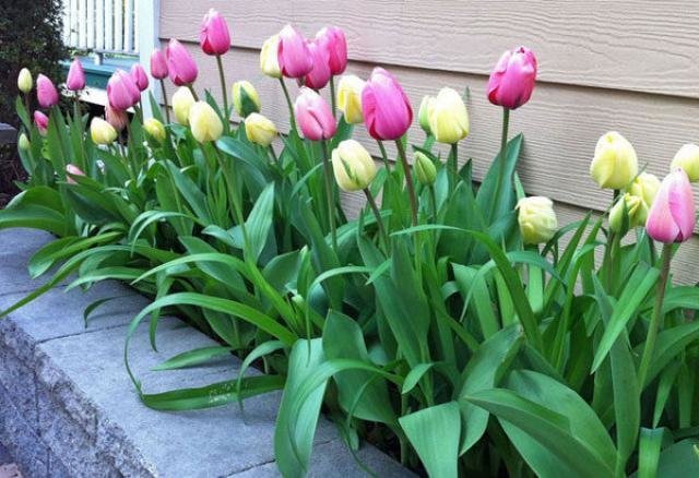 Na pytanie „Kiedy będzie lepiej tulipanów roślinnych” I śmiało powiedzieć - upadek!