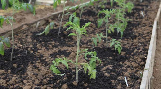 Pomidory posadzone na wiosnę, można usiąść do każdej rośliny wystarczyło meta!