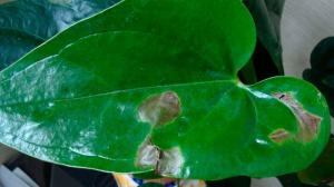 Ciemne plamy na liściach roślin Indoor: Jak określić przyczynę i zapisać kwiat