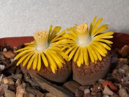 Lithops: skały lub rośliny?