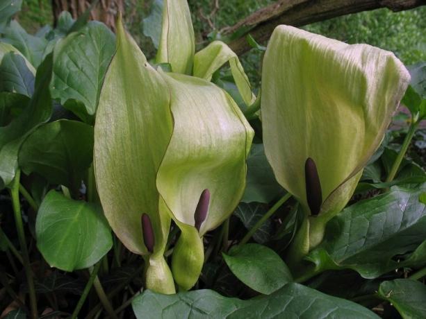 Kwiat i mgliście przypomina Spathiphyllum i Calle