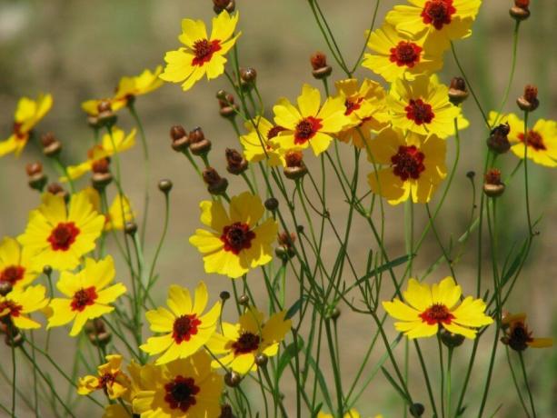 Coreopsis wersja zwięzły: prosty i gustowny