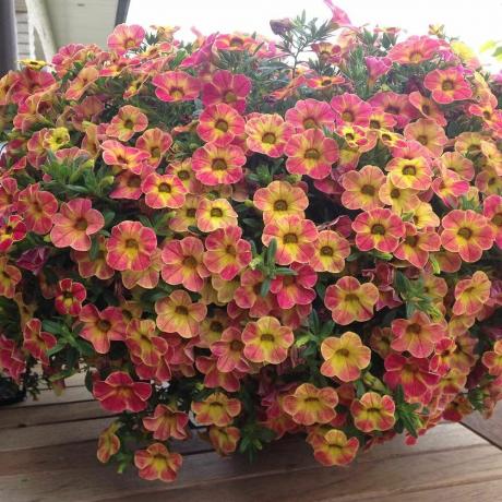 Calibrachoa, gatunek Chameleon Sunshine Berry