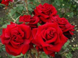 5 kroków starannego przygotowania róż w ogrodzie zimowym mrozem i do w sierpniu