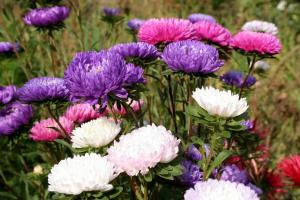 4 przykazań dla silnych sadzonek astry, gotowe do początku kwitnienia