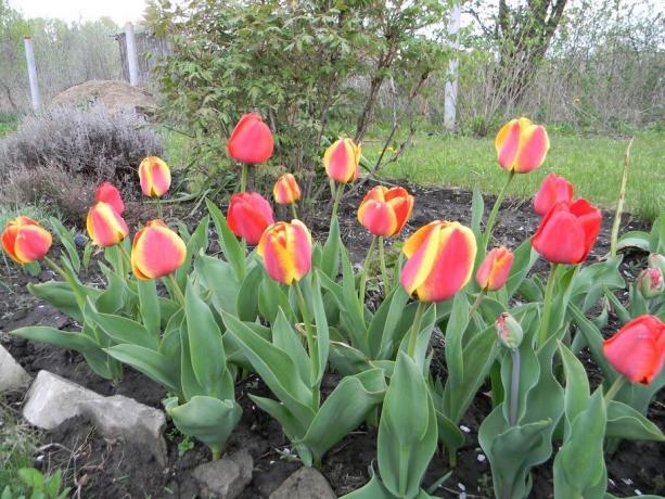 Lubisz bi-kolorowych tulipanów?