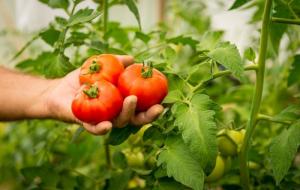 Pomidory są słodkie żniwa - wzrost. 7 sekretów