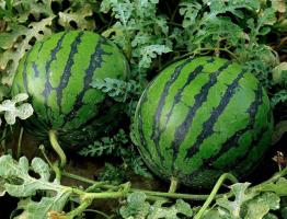 Pole Melon w centralnej: Jak rosną czerwone i słodkie arbuza
