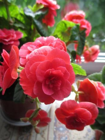 Moja begonia elatior