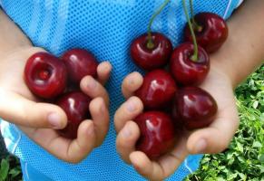 Cherry - najbardziej dużych owocach i odporne na zimno odmiany.