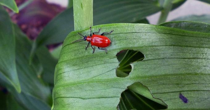 Cześć, jestem - chrząszcz treschalka i będę jeść rośliny! Zdjęcie wróg: tonilelandgardengate.blogspot.com