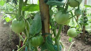 Prawidłowo prune liści pomidora - zwiększenie wydajności o 2 razy