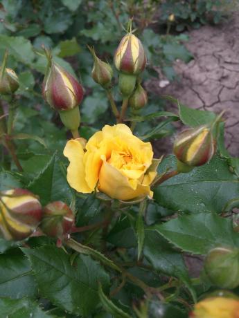 Moja ulubiona żółta róża w ogrodzie potrzebuje schronienia