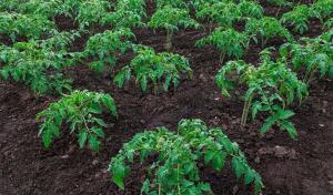 Jak możemy przyspieszyć wzrost posadzonych sadzonek pomidorów i papryki.