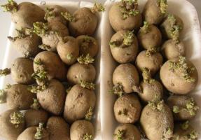 Kwiecień - zaczynają kiełkować ziemniaki w celu uzyskania wysokiej wydajności.