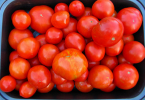 Gdy pomidory lochy, w jakim terminie? Wskazówki dla początkujących